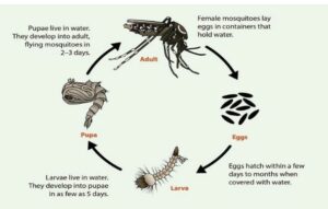 Siklus Komplet Daur Hidup Nyamuk dengan Gambarnya